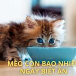 mèo con bao nhiêu ngày biết ăn