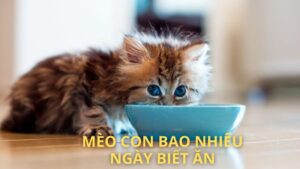 Mèo Con Bao Nhiêu Ngày Biết Ăn?