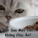 mèo con không chịu ăn