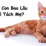 mèo con bao lâu thì tách mẹ