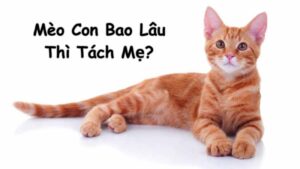 Mèo Con Bao Lâu Thì Tách Mẹ? Cách Chăm Sóc Mèo Con Sau Khi Tách Mẹ