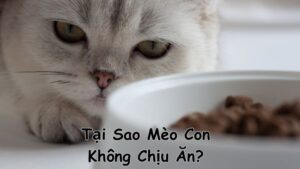 Tại Sao Mèo Con Không Chịu Ăn? Cách Xử Lý Khi Mèo Biếng Ăn