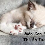 mèo con bao lâu thì ăn được cơm