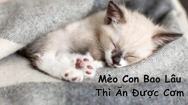 Mèo Con Bao Lâu Thì Ăn Được Cơm? Lưu Ý Khi Cho Mèo Con Ăn Cơm