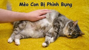 Mèo Con Bị Phình Bụng Có Nguy Hiểm Không? Hướng Dẫn Chăm Sóc Và Điều Trị