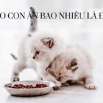 mèo con ăn bao nhiêu là đủ