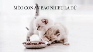 Mèo Con Ăn Bao Nhiêu Là Đủ? Hướng Dẫn Chi Tiết Khẩu Phần Ăn Cho Mèo Con