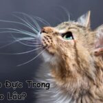 mèo gào đực trong bao lâu