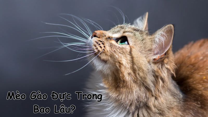 Mèo Gào Đực Trong Bao Lâu? Tìm Hiểu Chu Kỳ Động Dục Của Mèo