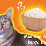 Mèo Con Ăn Cơm Được Không