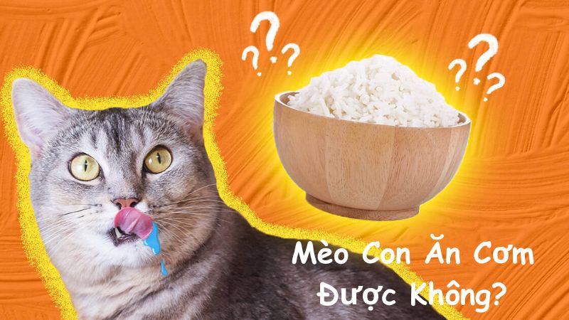 Mèo Con Ăn Cơm Được Không? Thực Phẩm Phù Hợp Để Chăm Sóc Mèo Con