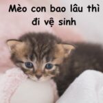 mèo con bao lâu thì đi vệ sinh