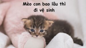 Mèo con bao lâu thì đi vệ sinh? Những điều bạn cần biết về thói quen đi vệ sinh của mèo con