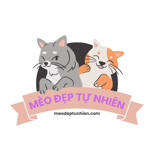 Mèo Đẹp Tự Nhiên